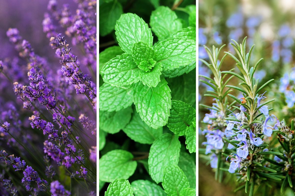 piante per mini giardino anti-insetti