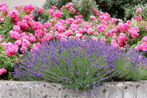aiuola con piante resistenti