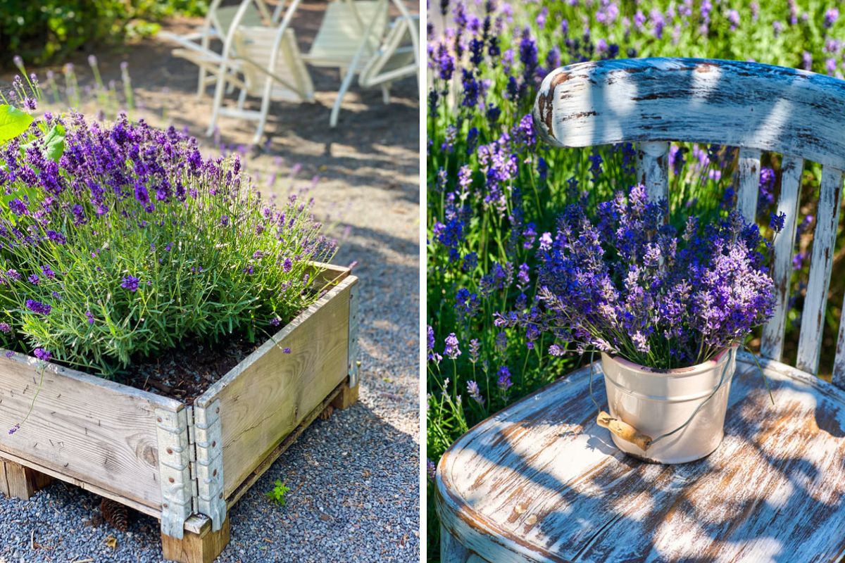 lavanda in giardino