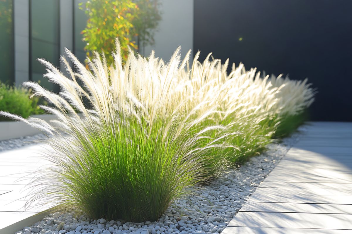 l'erba della pampas per le bordure