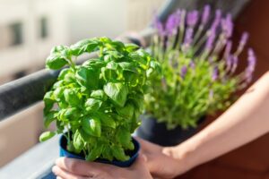 come esporre il basilico al sole