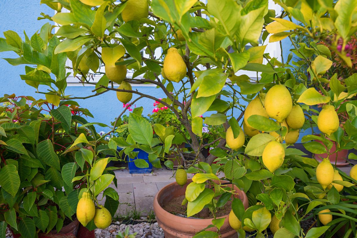 quando rinvasare il limone