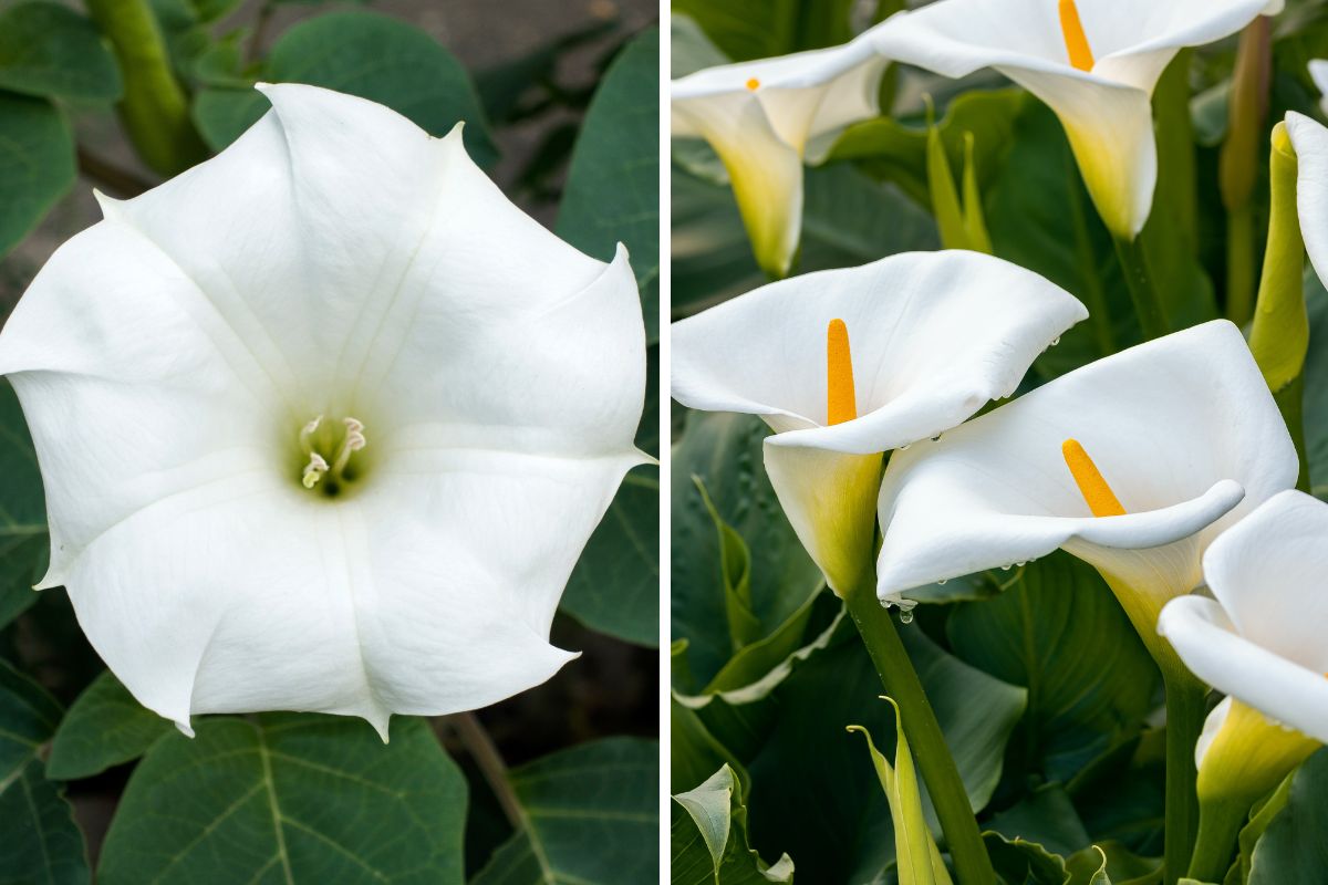 fioriture a imbuto per tutta l’estate