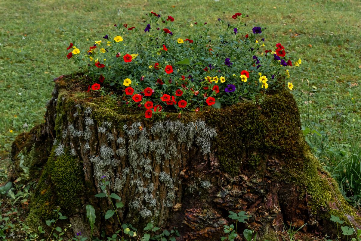piantare fiori dentro tronchi cavi