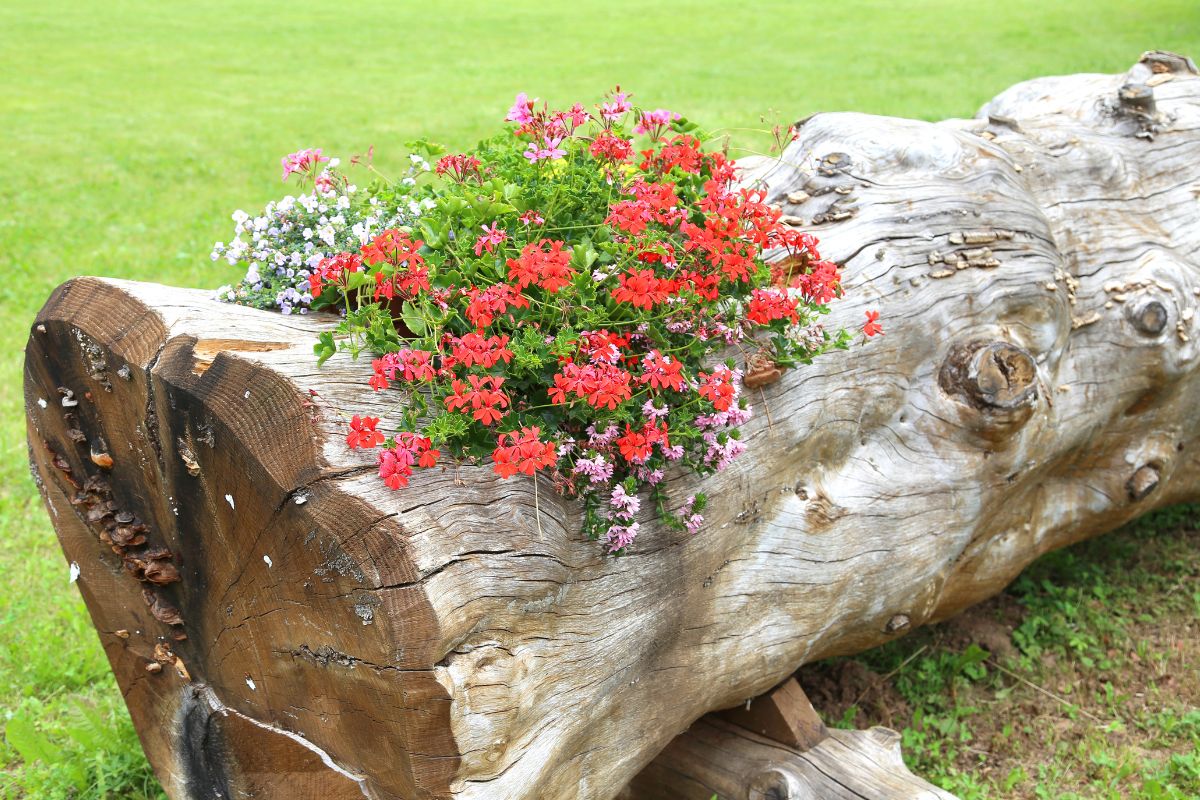 fiori dentro i tronchi