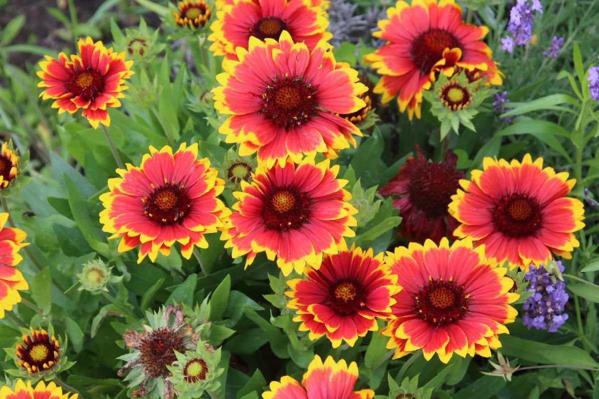 gaillardia e lavanda