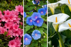 fiori a imbuto