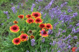 fiori di gaillardia