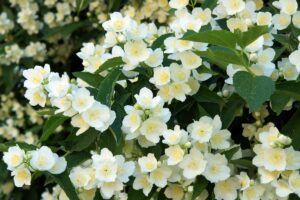 gelsomino del poeta per il tuo giardino