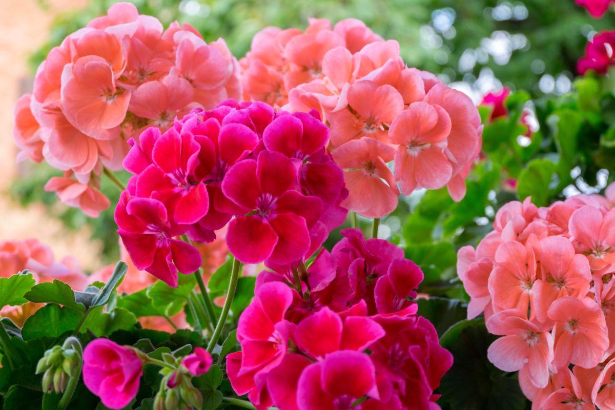 fiori perfetti per balconi