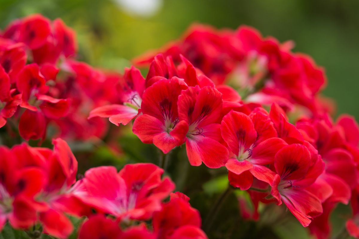 fiori per il terrazzo fioriscono fino a settembre