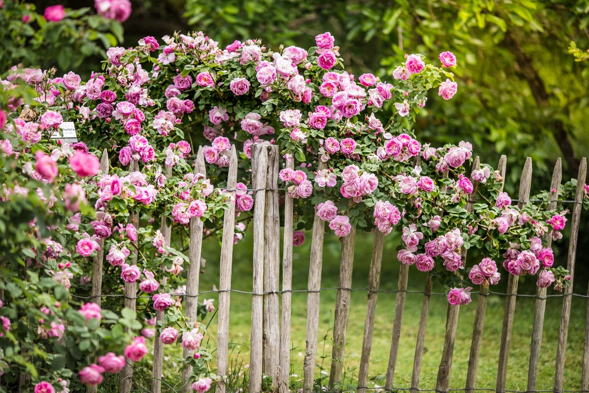 giardino profumato in ogni stagione