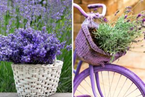 profumare e decorare il giardino con la lavanda