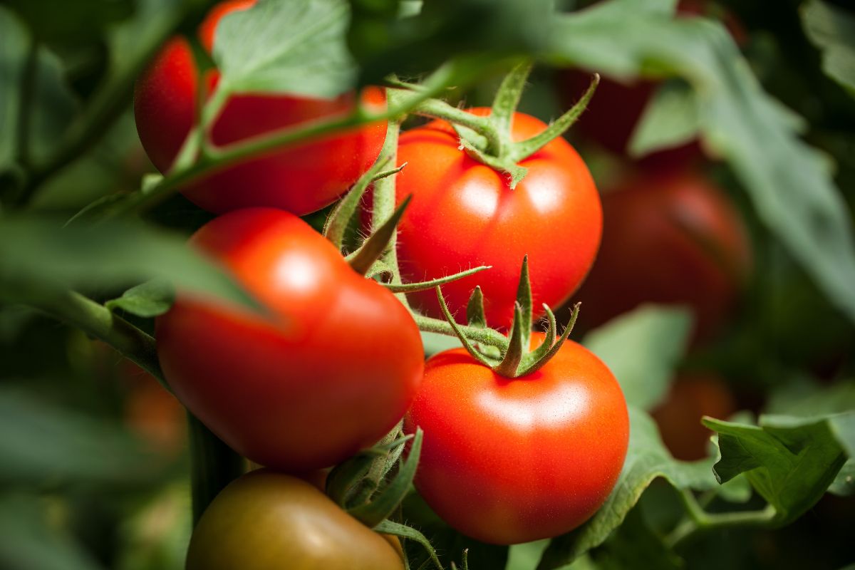 quanto bisogna innaffiare i pomodori