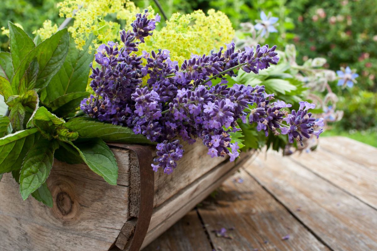 decorare il giardino con la lavanda
