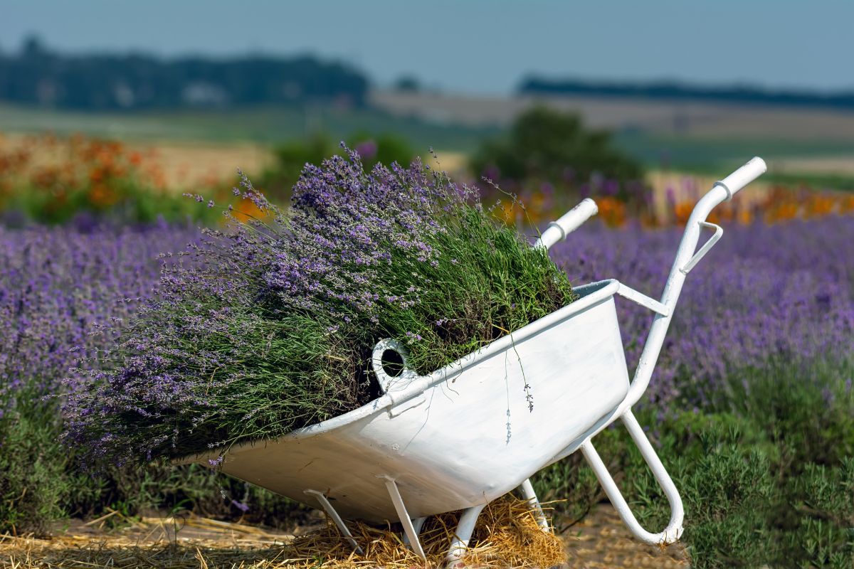 arredare il balcone con piante di lavanda