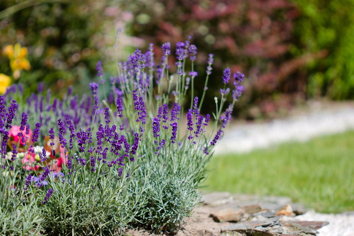 giardino profumato