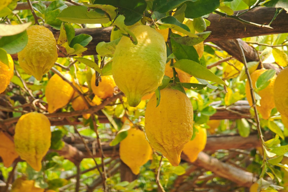 rimedi limone con foglie gialle