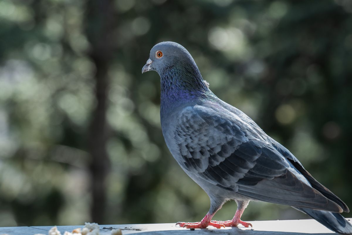 anti piccioni per balconi metodi naturali