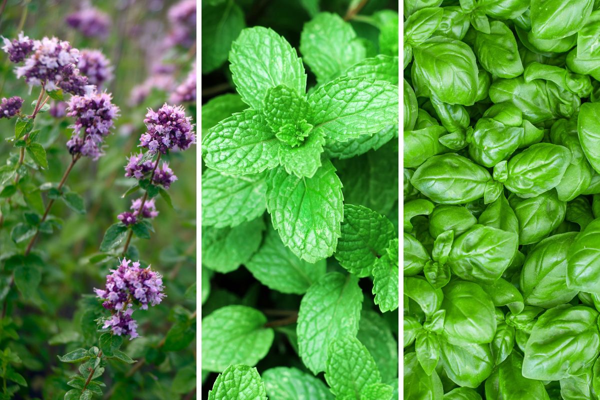 piante aromatiche nelle aiuole