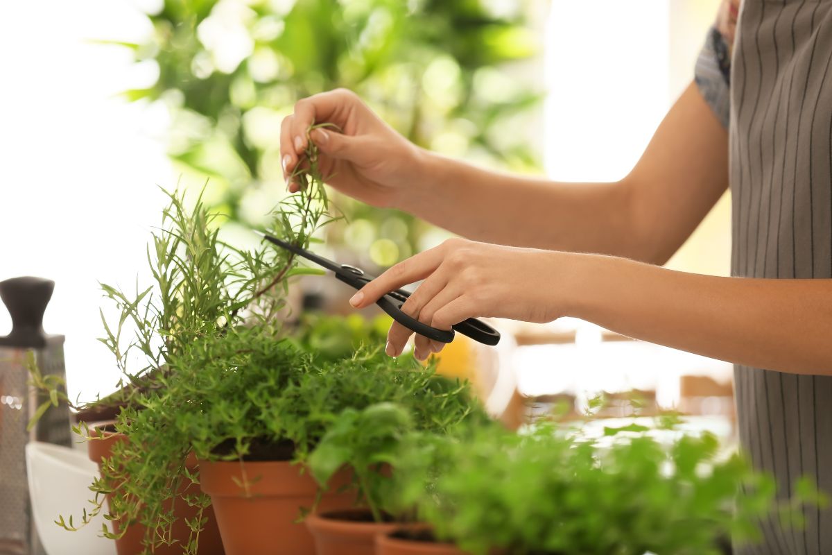 orto aromatico in cucina