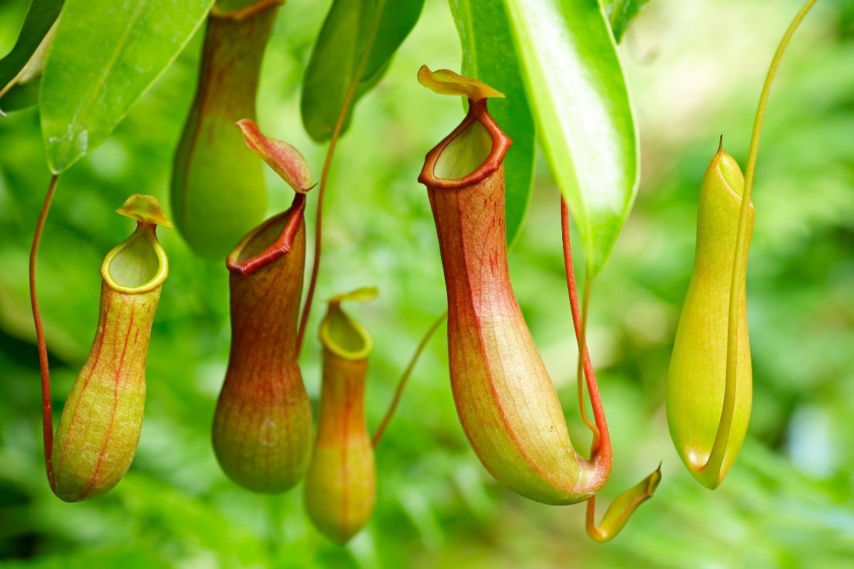 piante che eliminano insetti