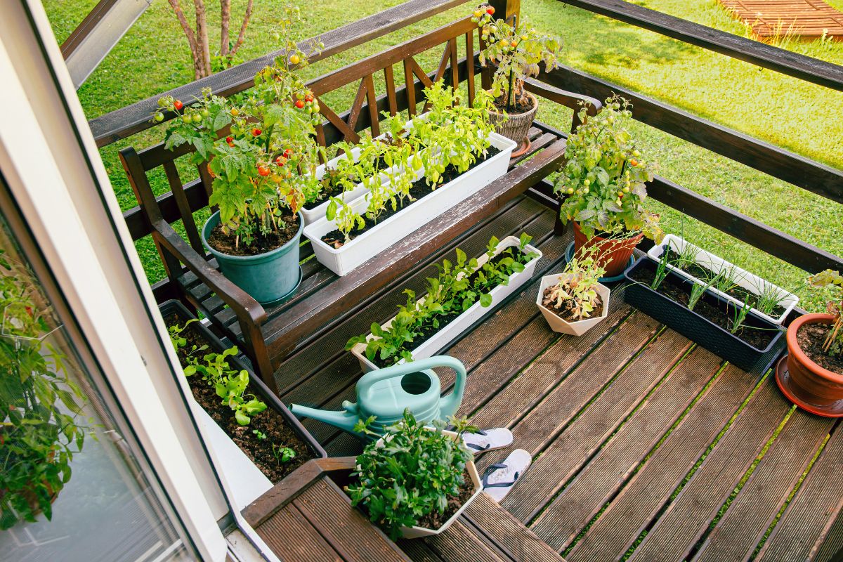 ortaggi estivi perfetti per il balcone