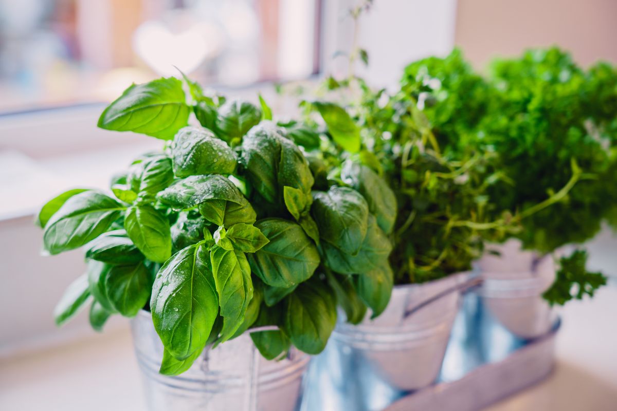 mini orto aromatico davanti alla cucina