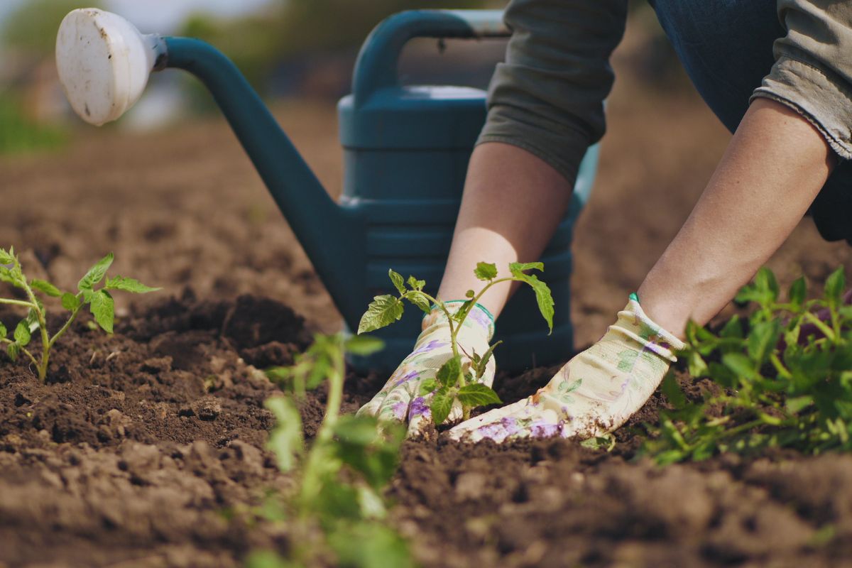 cosa seminare nell'orto da maggio a luglio