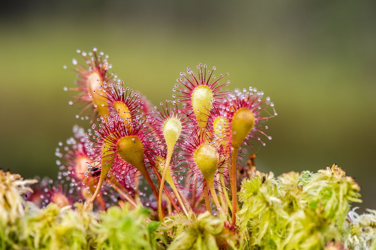 giardino carnivoro