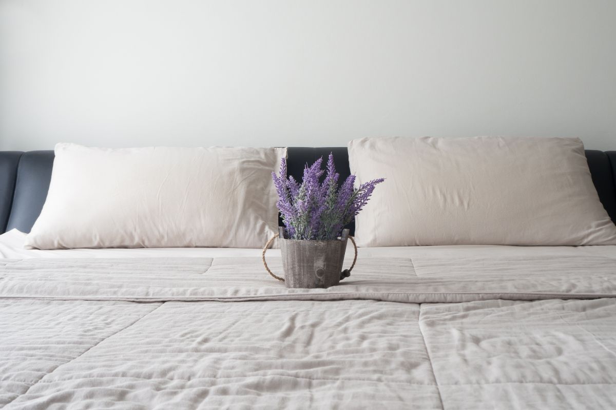 piante da camera da letto