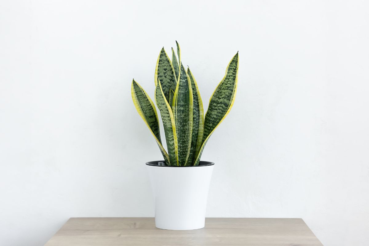 Sansevieria
