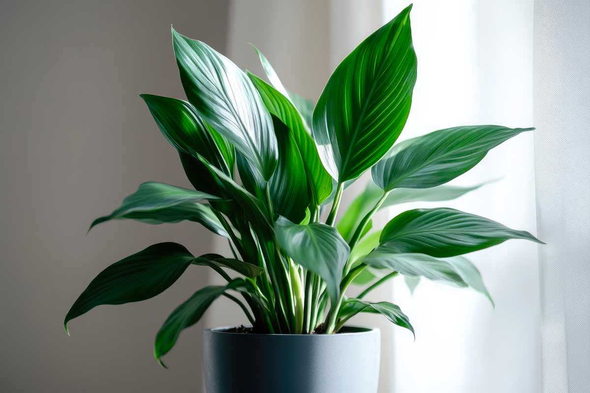 Aspidistra