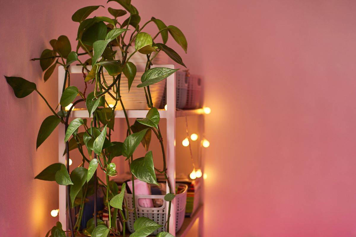 Pothos