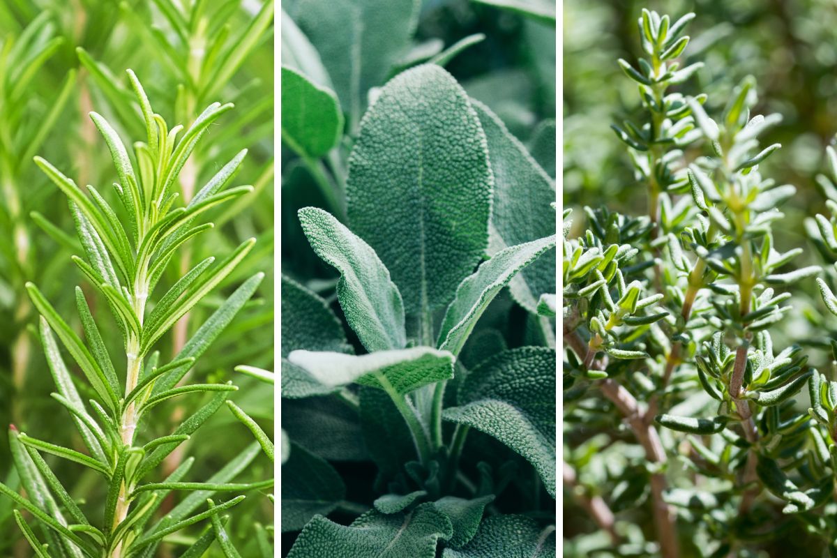 aiuola con piante aromatiche
