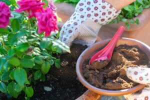 caffè per fertilizzare le piante