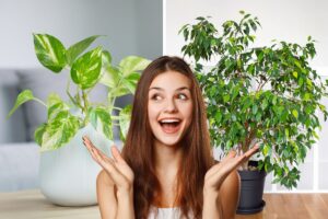 estate piante detox per l’aria