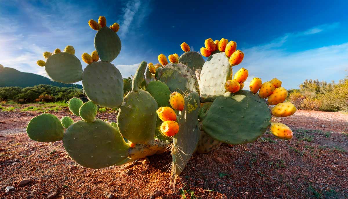 Opuntia