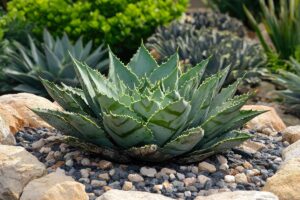 piante grasse per giardino roccioso