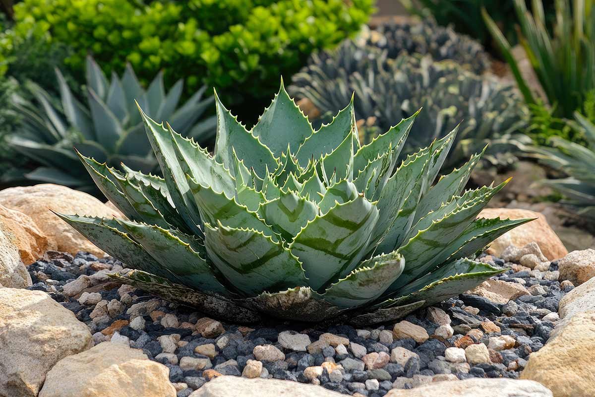 piante grasse per giardino roccioso
