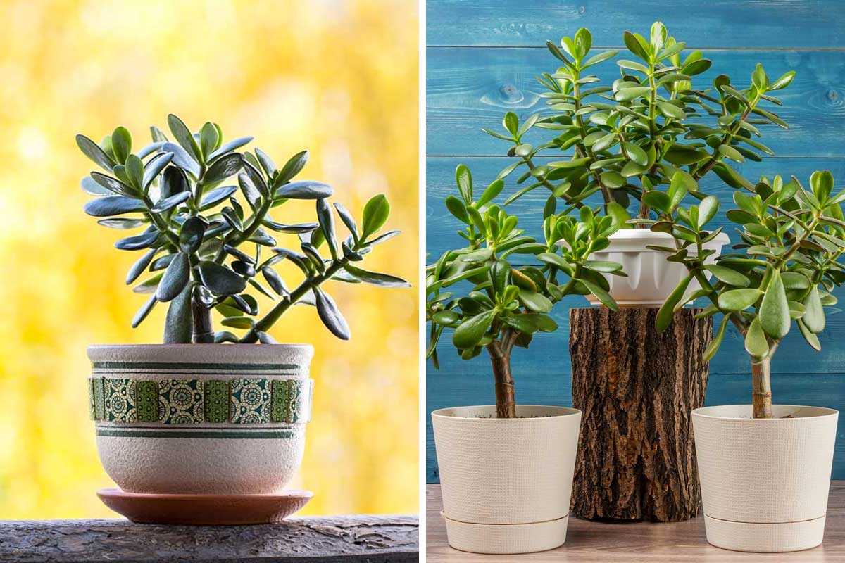 Crassula ovata