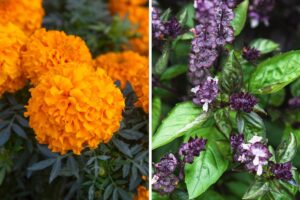 creare un mini giardino anti-insetti