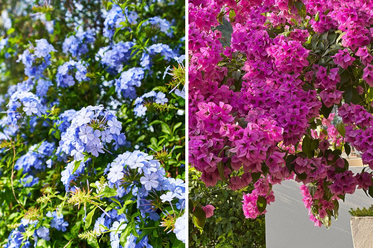 piante perfette per il balcone