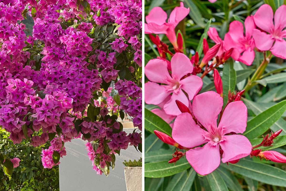 fiori resistenti al caldo sul balcone