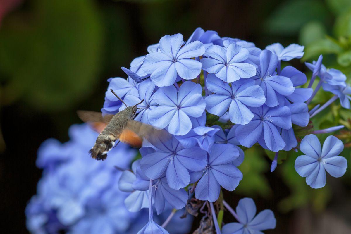 terrazzo fiorito fino a settembre