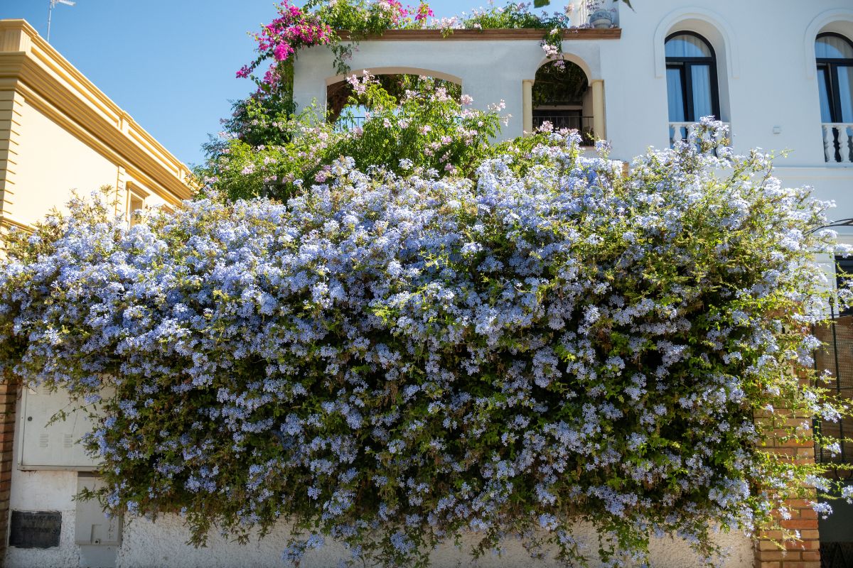 plumbago in vaso