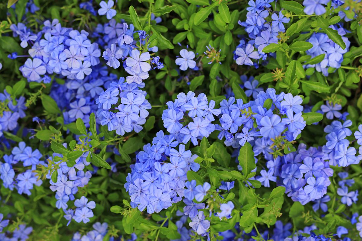 plumbago in vaso sul balcone
