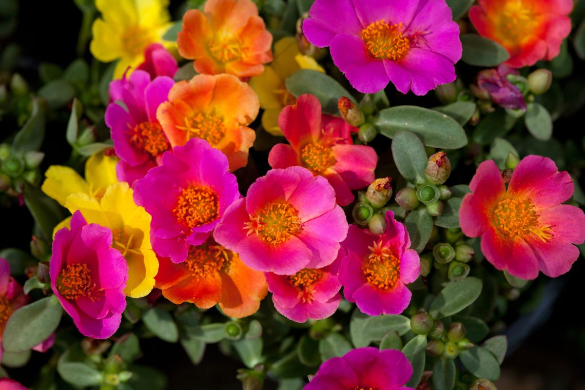 fiori per balconi