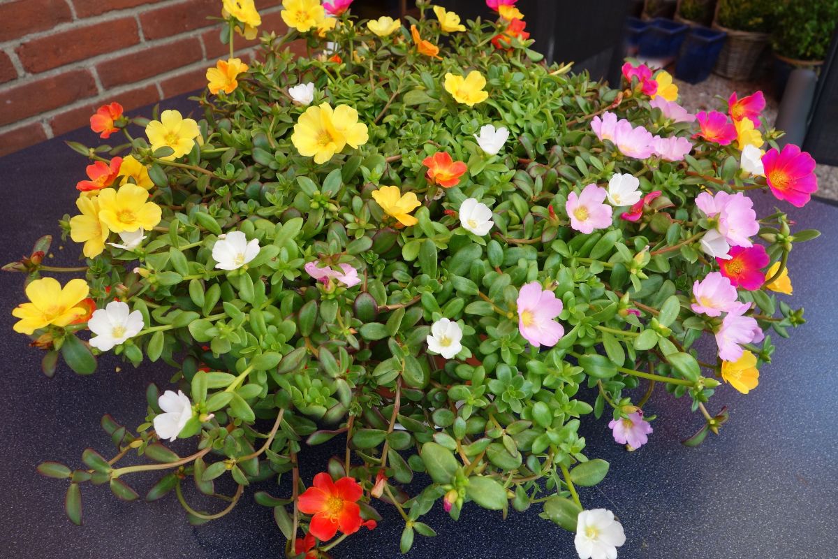 portulaca alternativa al cactus