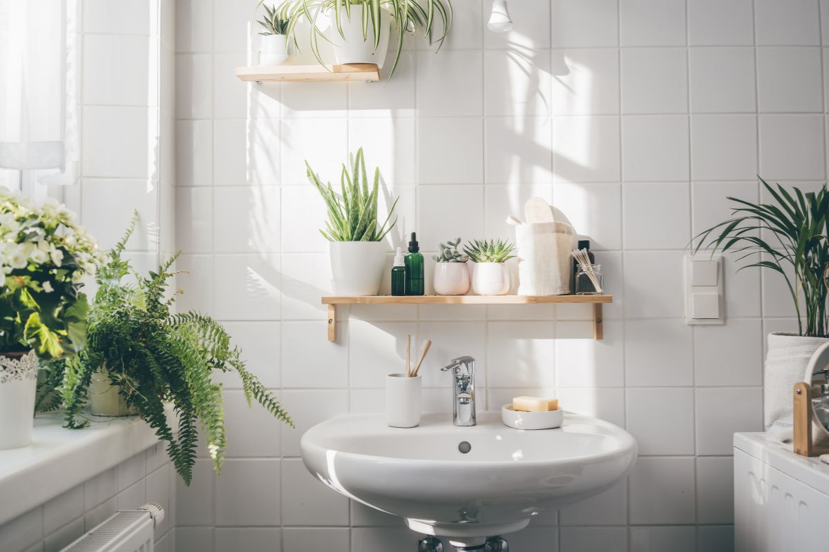 come posizionare le piante in casa